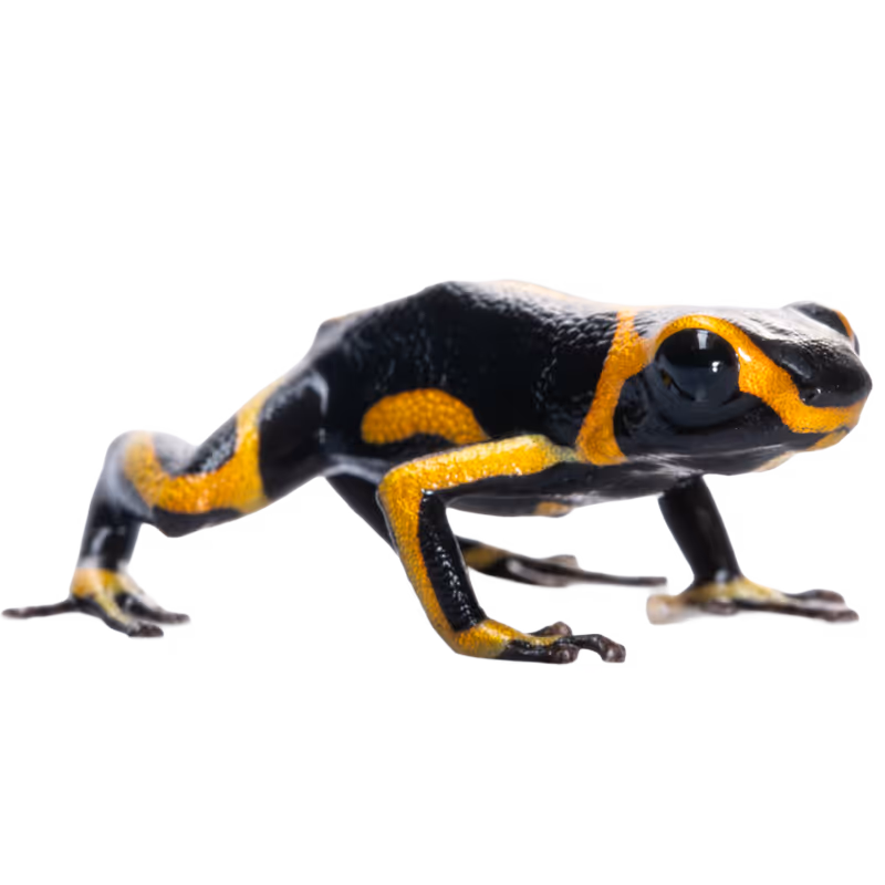 Imitator Poison Frog