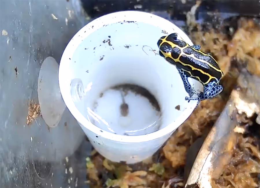 image of frog visiting its tadpole in cup