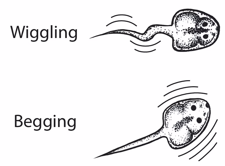 a drawing of tadpoles are wiggling and begging