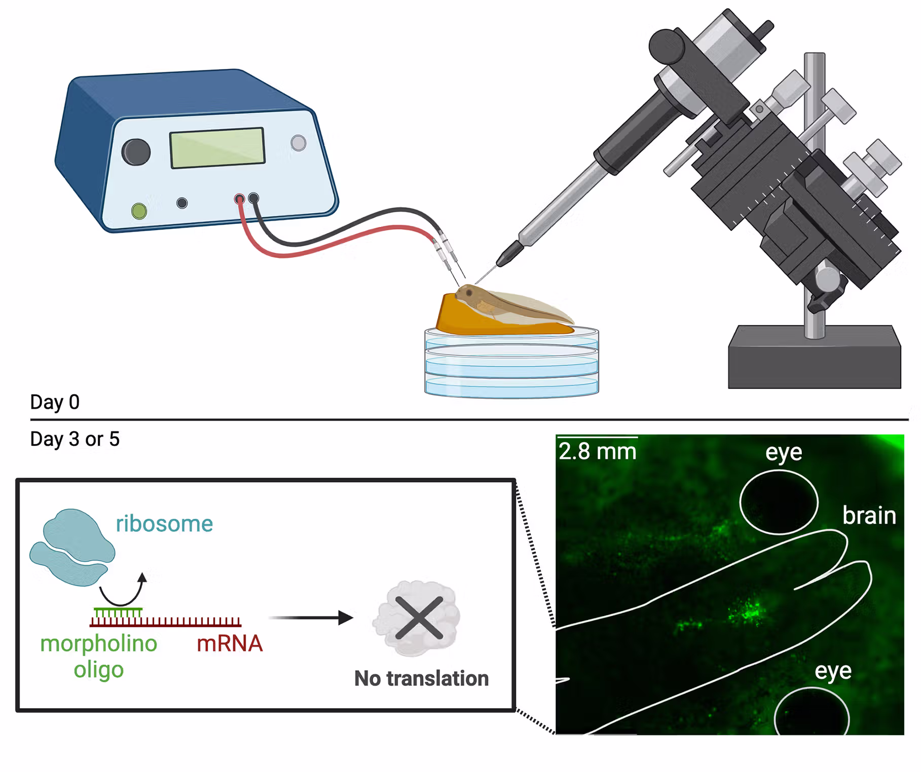 a microinjector is injecting morpholinos into a tadpole. The bottom panel shows a morpholino preventing translation of mRNA into a protein. The final panel shows the morpholino glowing green inside the brain.
