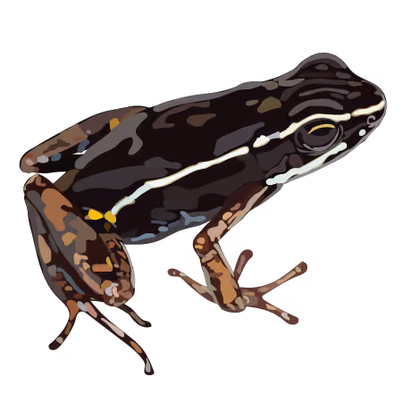Brilliant Thighed Poison Frog (Allobates femoralis)