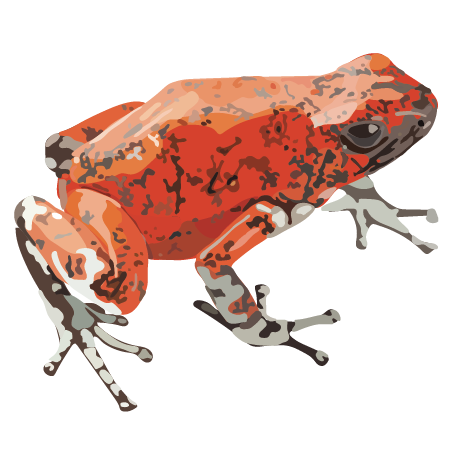 Diablito Poison Frog (Oophaga sylvatica)