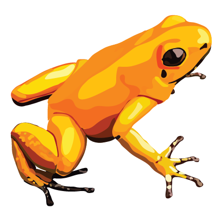Golden Poison Frog (Phyllobates terribilis)