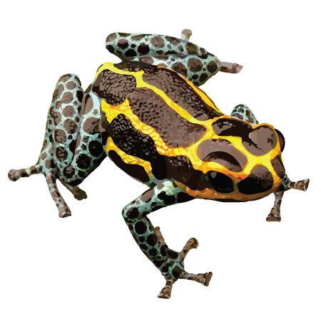 Mimetic Poison Frog (Ranitomeya imitator)