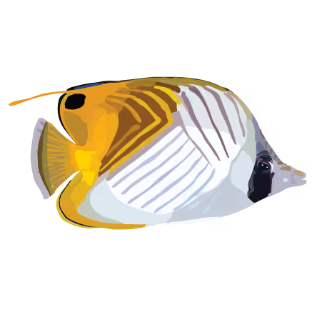 Threadfin Butterflyfish (Chaetodon auriga)