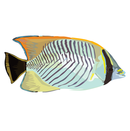Cheveron Butterflyfish (Chaetodon trifascialis)