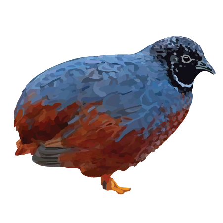 Blue-Breasted Quail (Excalfactoria chinensis)