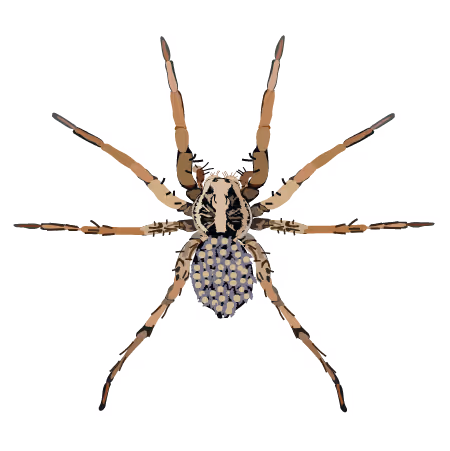 Wolf Spider (Hogna lenta)