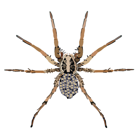 Wolf Spider (Hogna lenta)