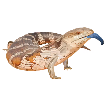 Common Blue Tongue Skink (Tiliqua scincoides)