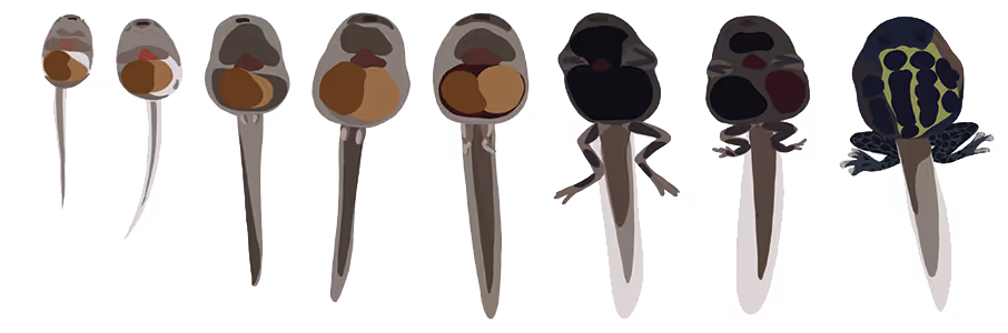 images of tadpoles in different stages of development