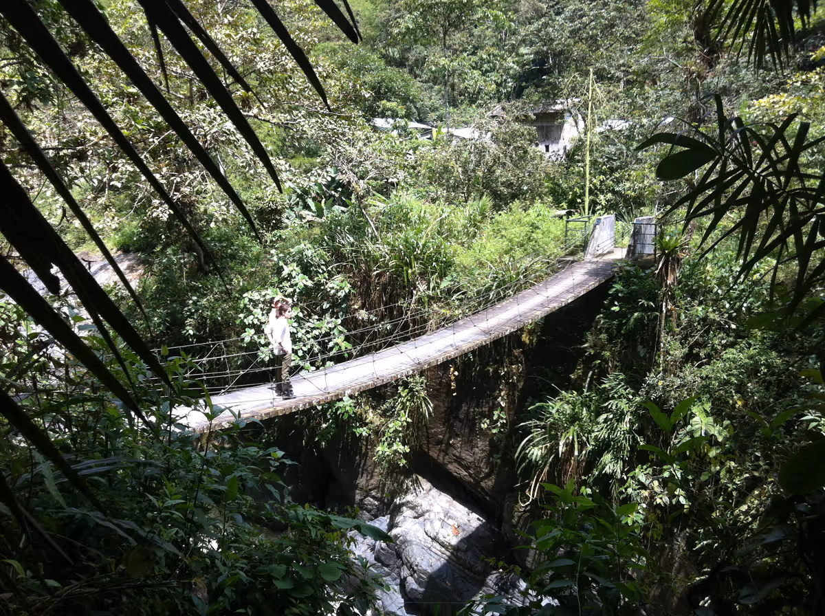 researchers are crossing a bridge from the field station to the field site to look for frogs in the morning