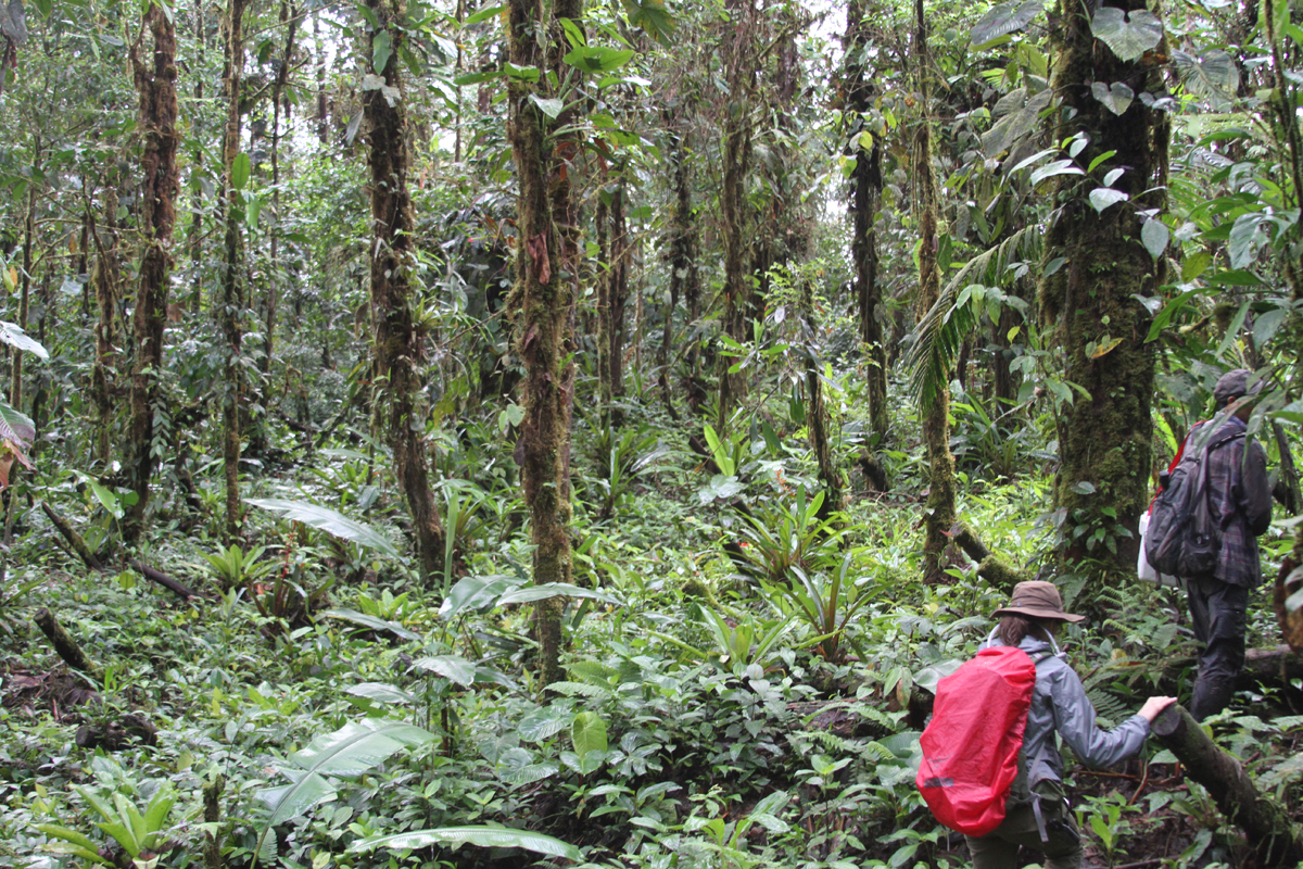 researcher is looking for frogs in the dense rainforest of Ecuador