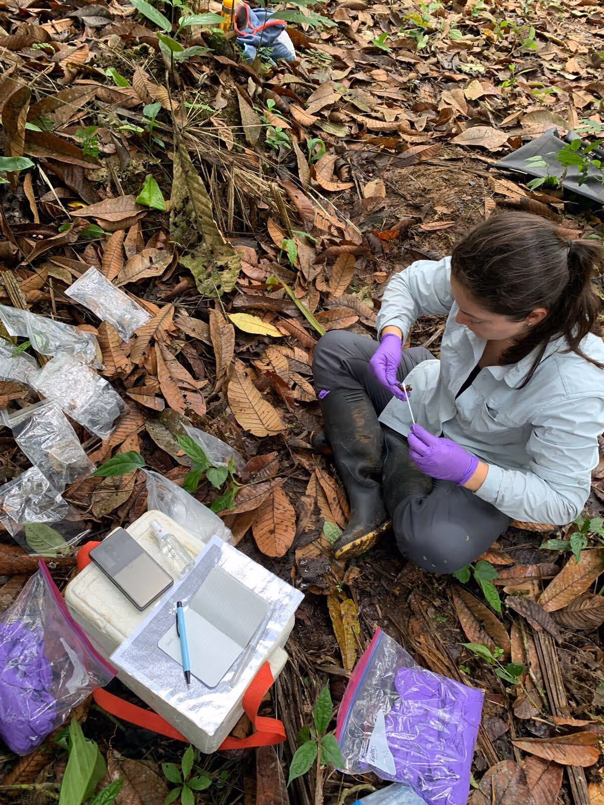 researcher is sitting on the ground measuring a frog in Ecuador