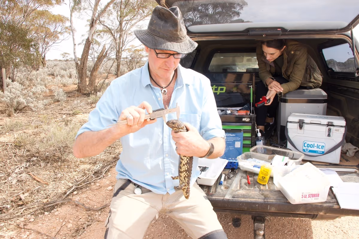 researchers are measuring the head size of a sleepy lizard in the Australian outback