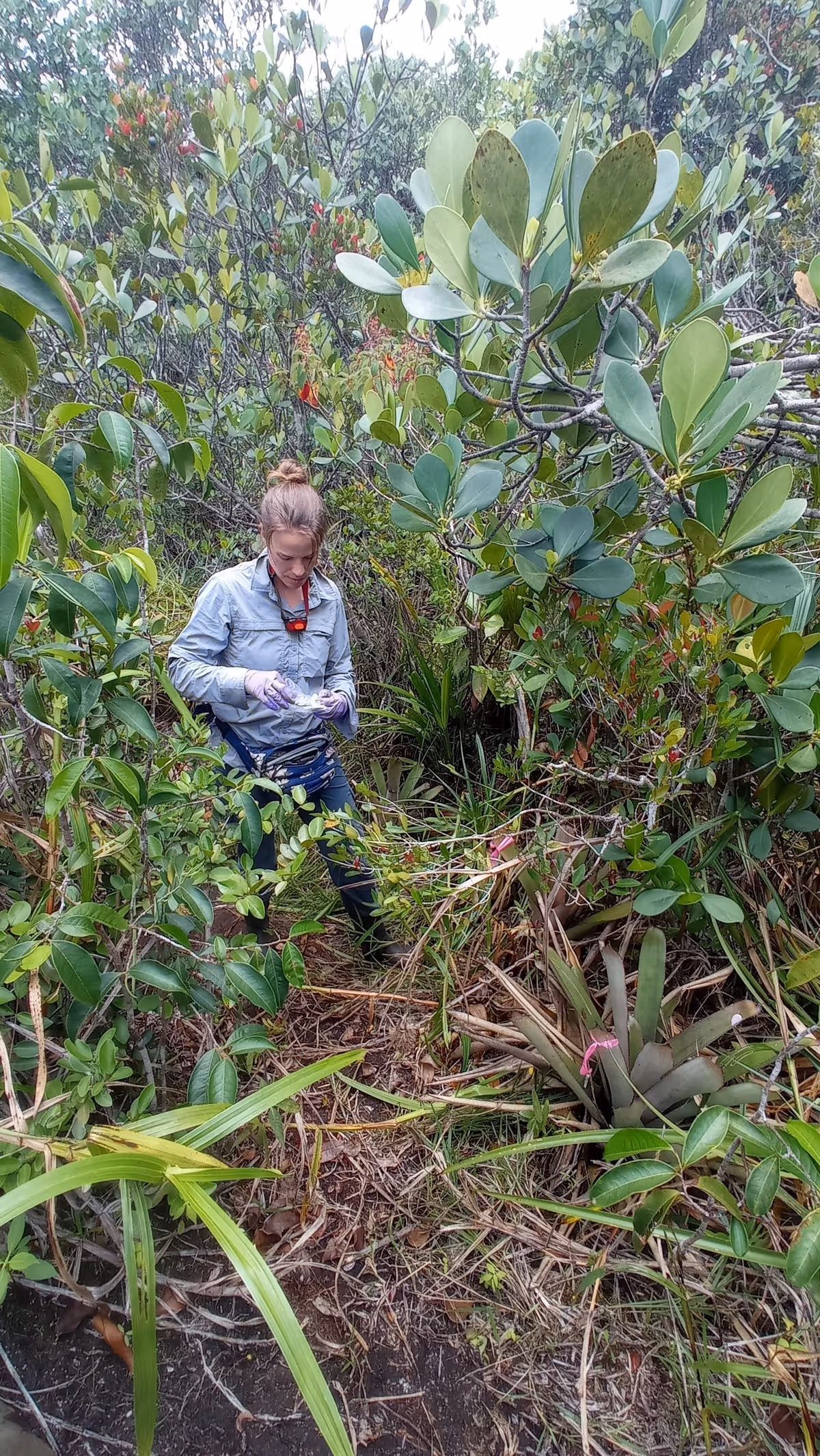 researcher is collecting measurements in the rainforests of French Guiana