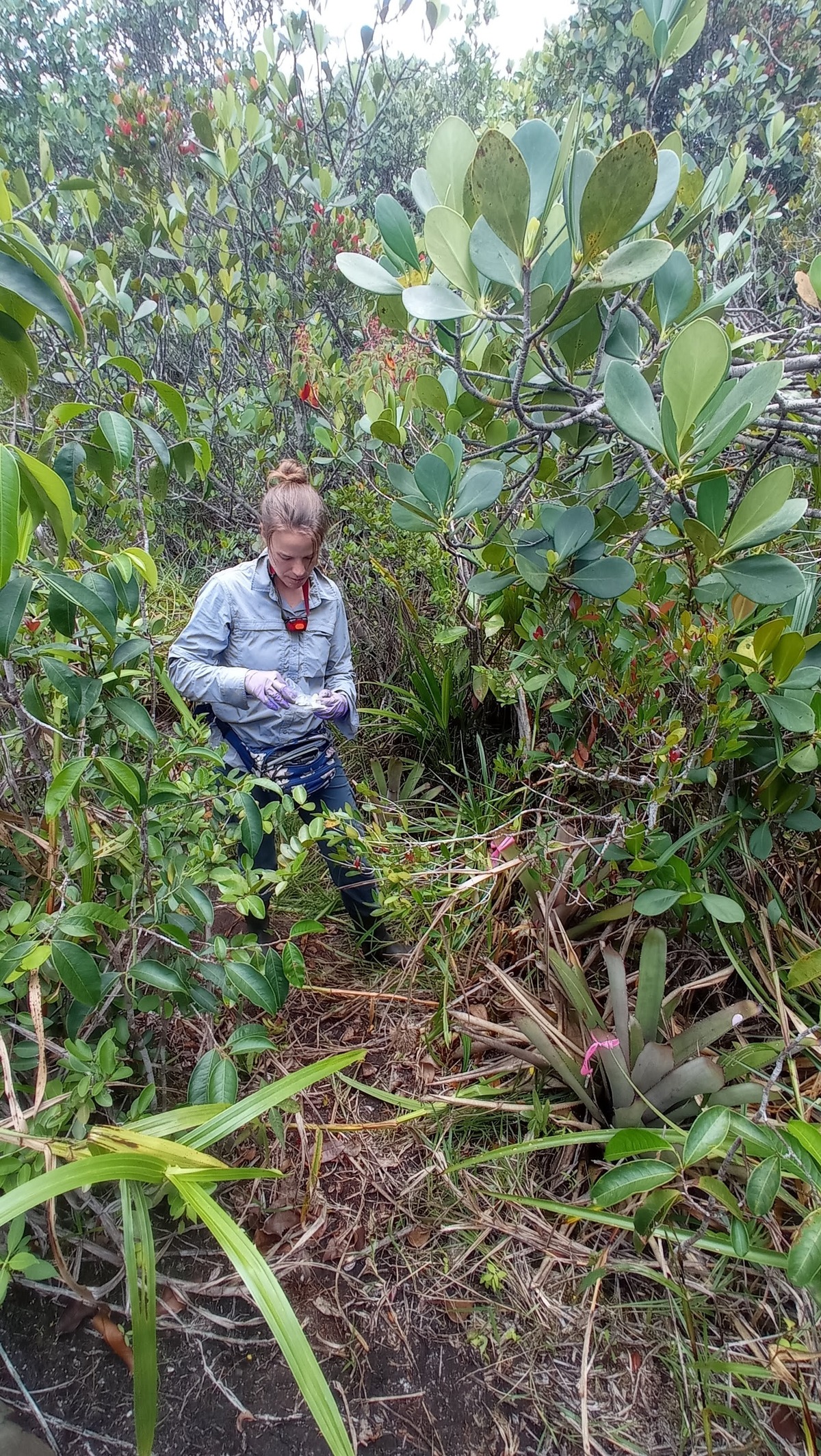 researcher is collecting measurements in the rainforests of French Guiana