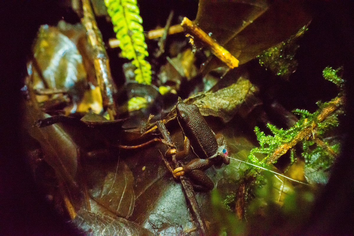 a brilliant thighed poison frog is wearing a transmitter to allow researchers to track its location in the forest