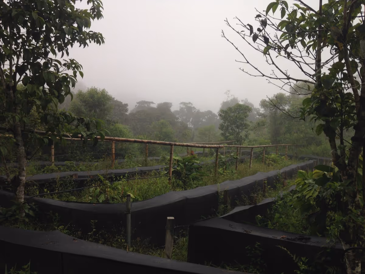 a misty morning in the rainforest with field enclosures is shown in Ecuador