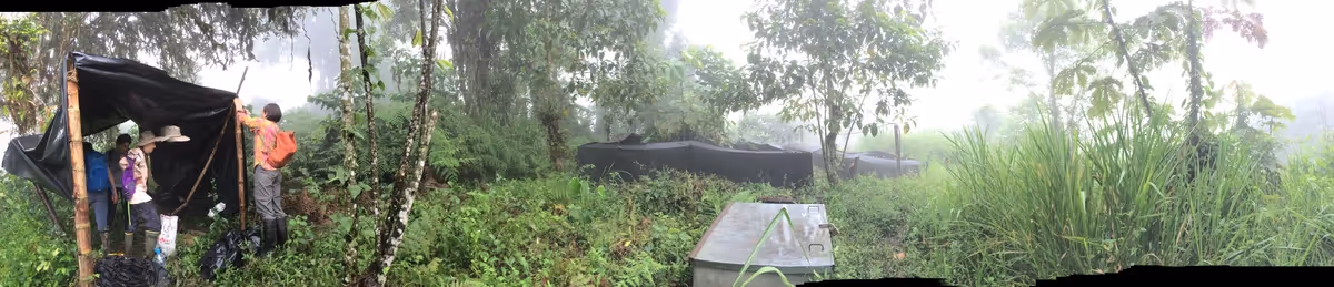 A image of a field work site in Ecuador showing a tent with researchers on the left with rainforest on the right