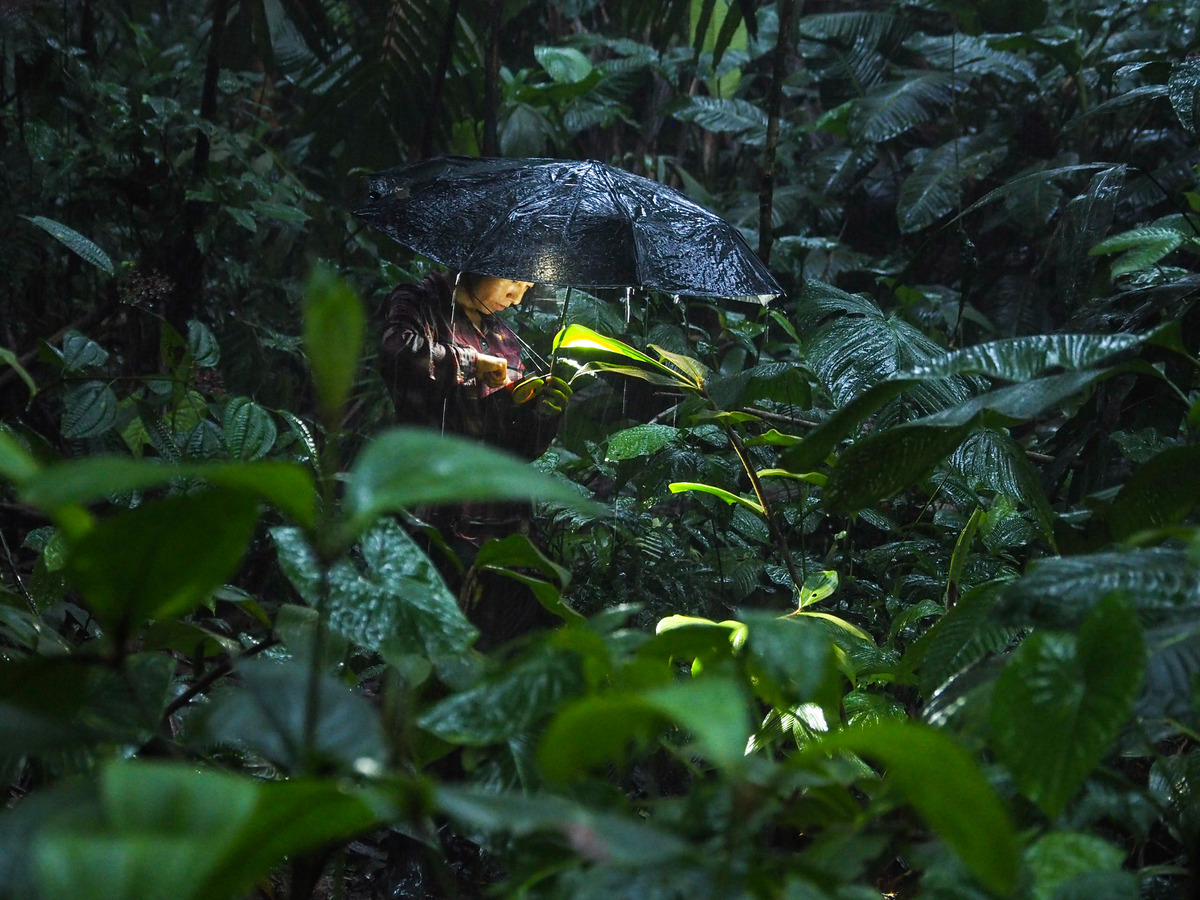 graduate student is standing in the rainforest under an umbrella while in heavy rain