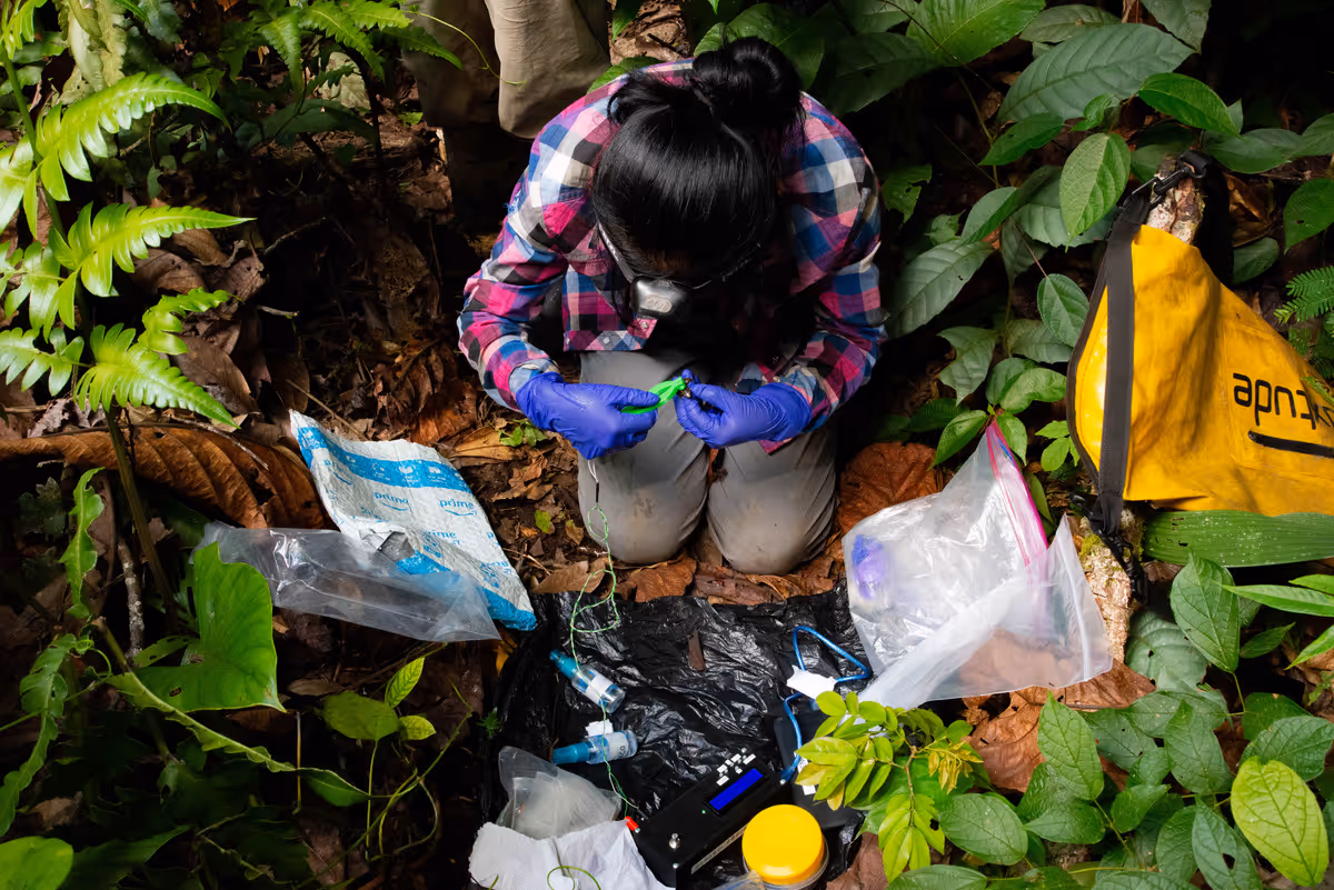 graduate student is bending over a frog collecting a alkaloid sample while in the rainforest of Peru