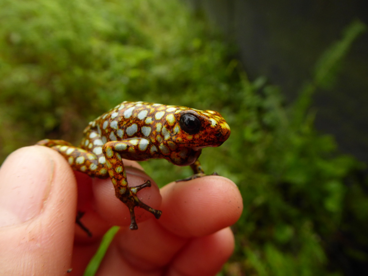 diablito frog that is orange with white spots is being held by a human hand