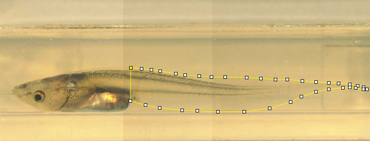 the side view of a xenopus tadpole