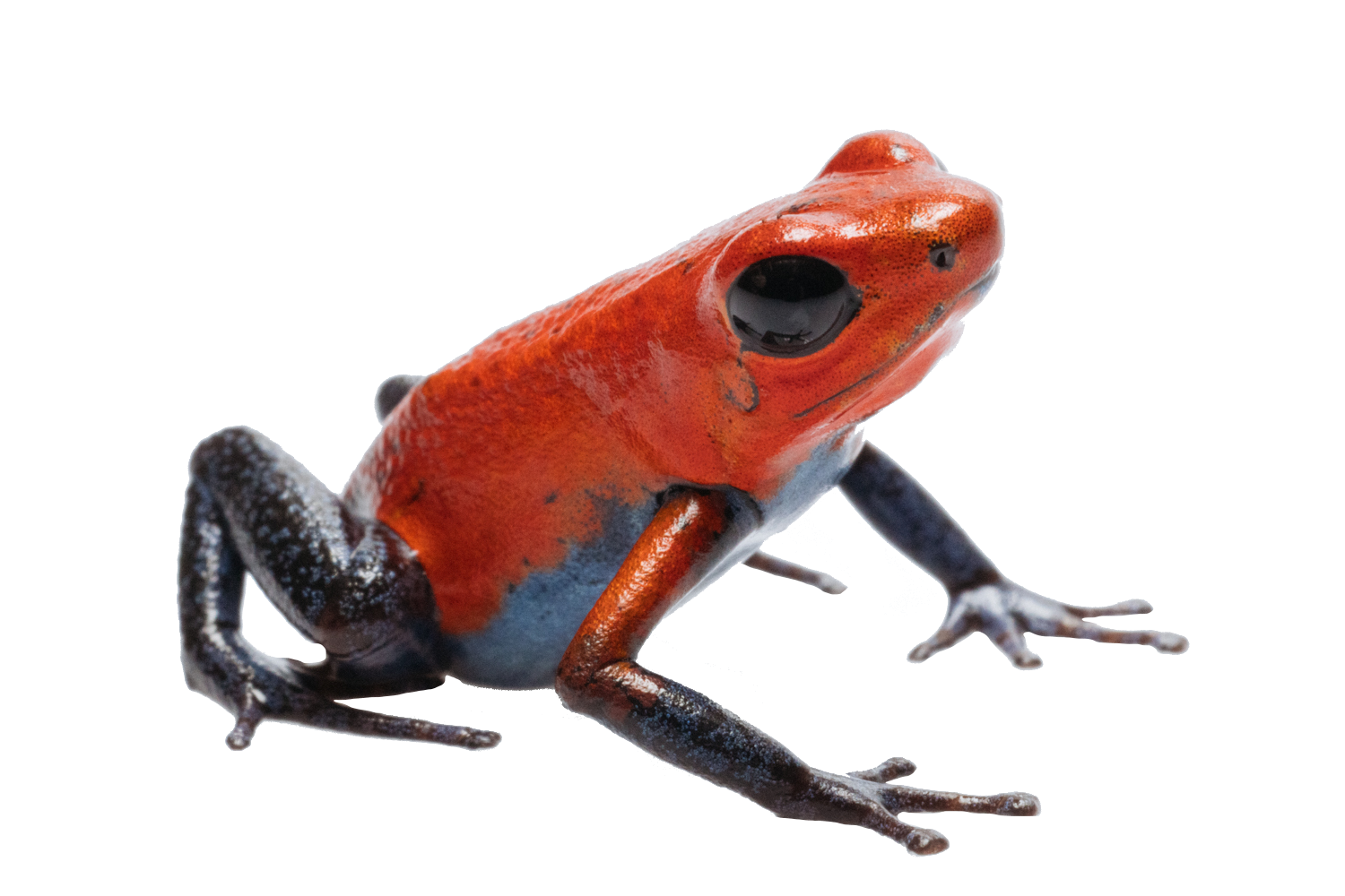 Strawberry Poison Frog