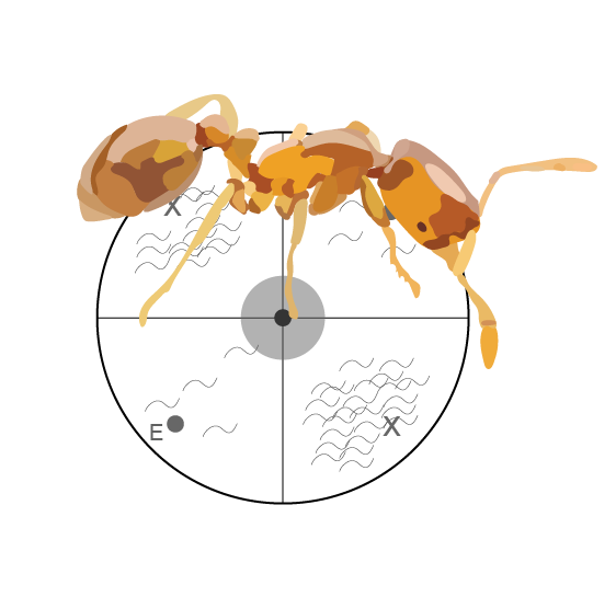 an ant above a nematode chemotaxis plate