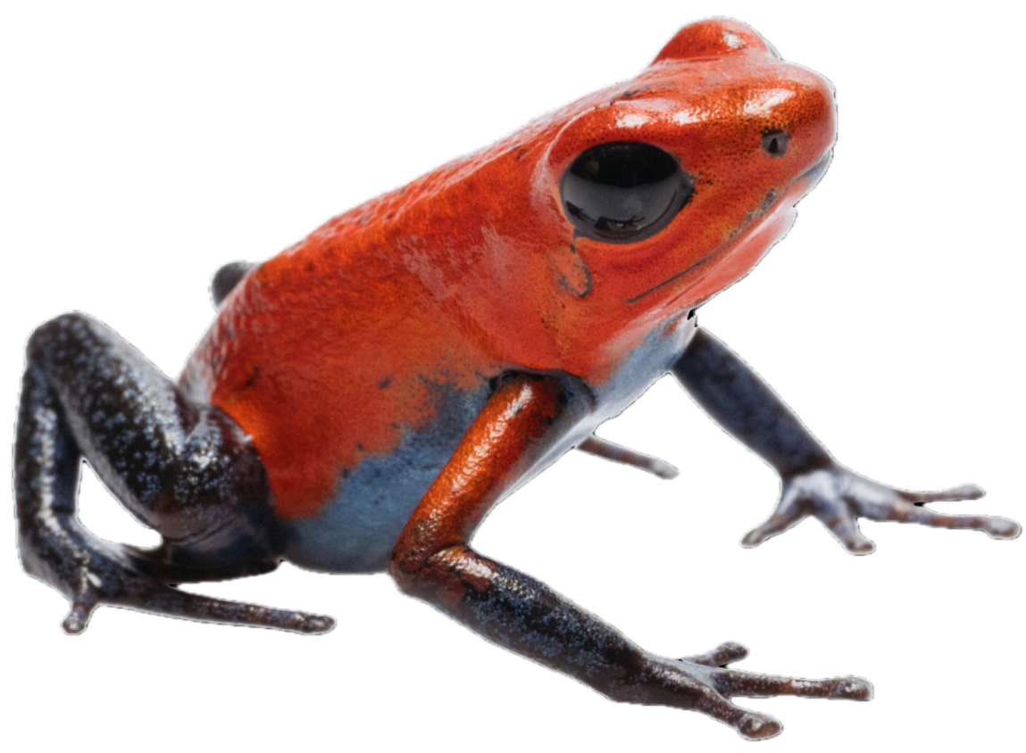 Strawberry Poison Frog
