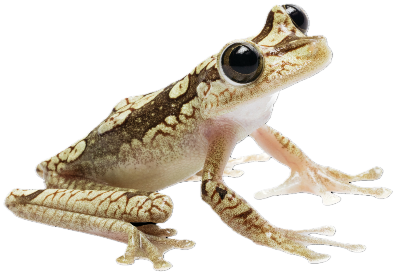 Imbabura Tree Frog