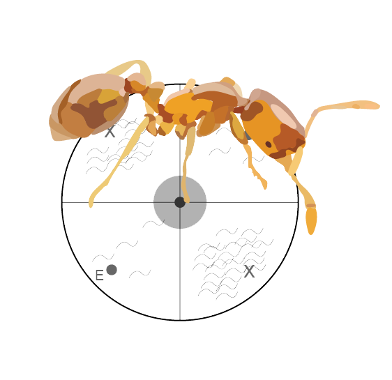 an ant above a nematode chemotaxis plate