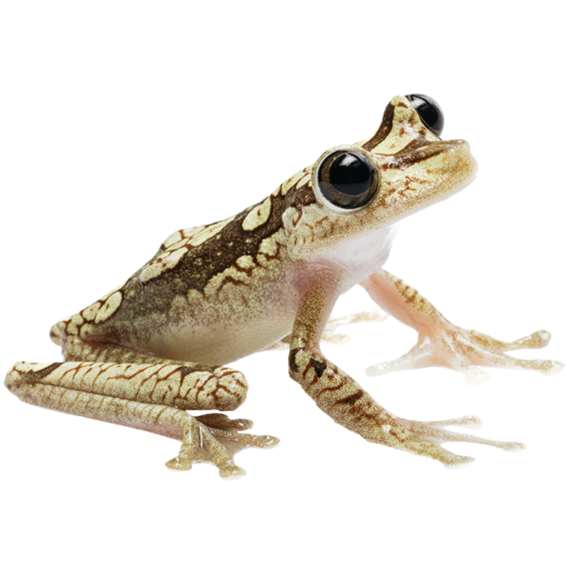Imbabura Tree Frog