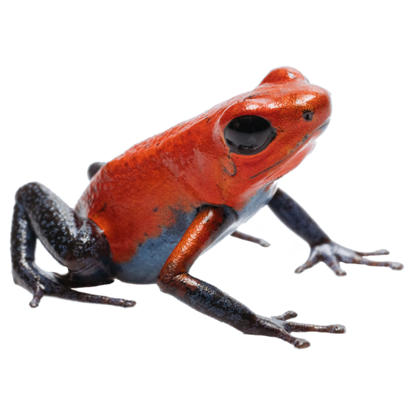 Strawberry Poison Frog