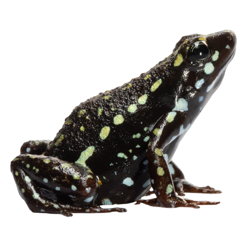 Phantasmal poison frog