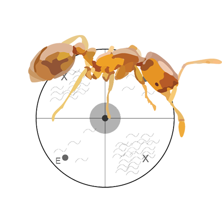 an ant above a nematode chemotaxis plate