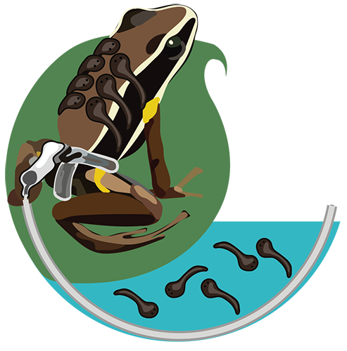 frog wearing a tracking belt carrying tadpoles to a water pool