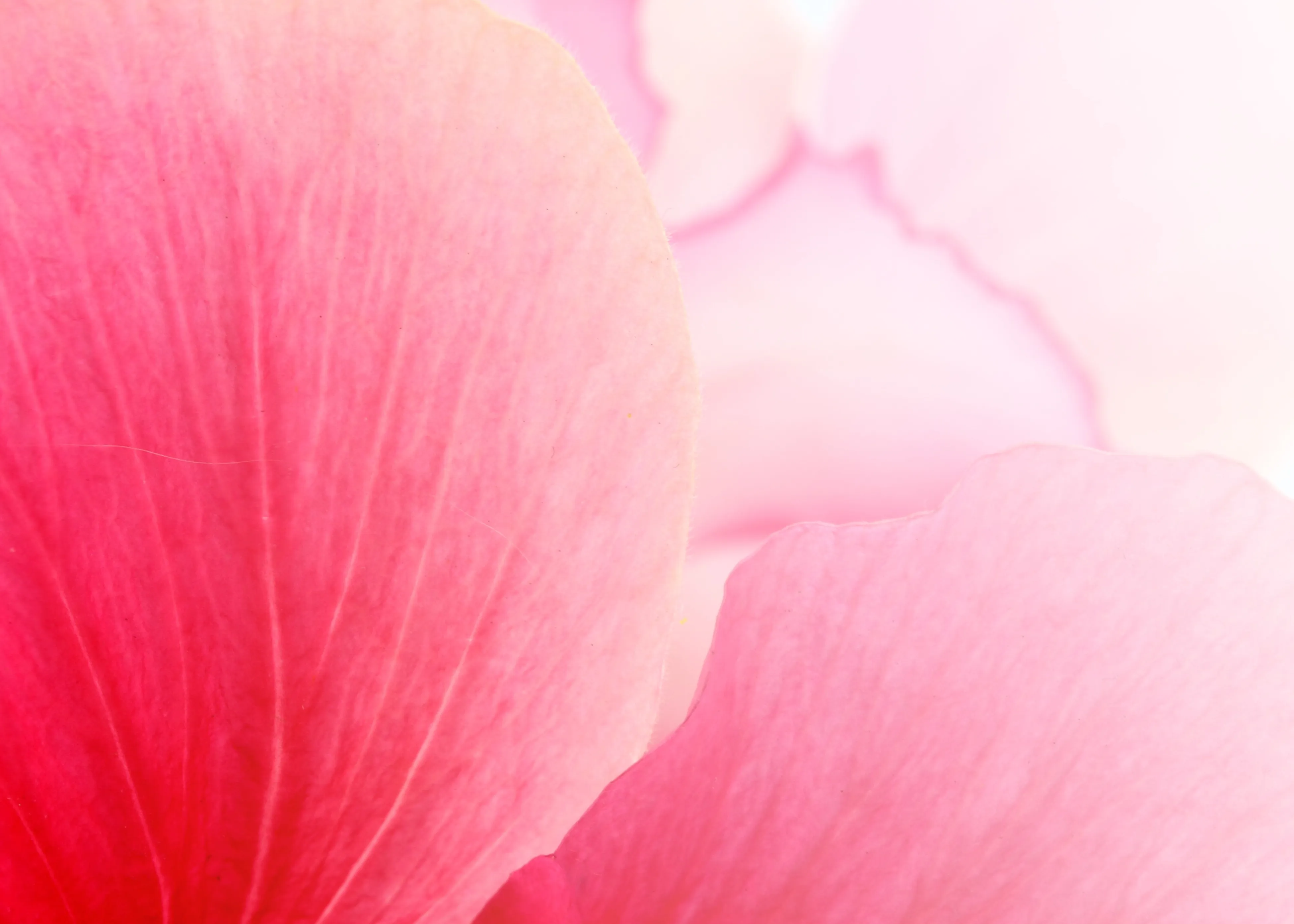 A close up of a pink flower background with white petals.