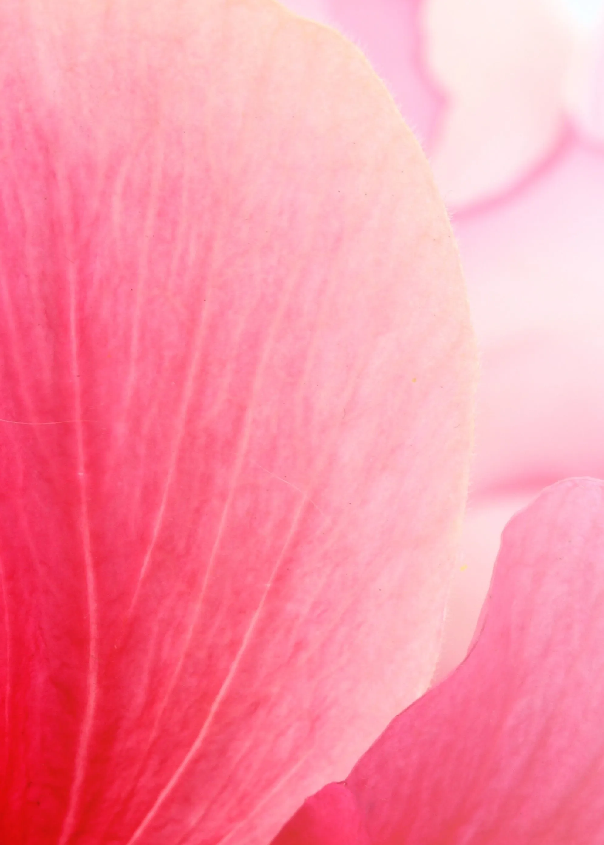 A close up of a pink flower background.