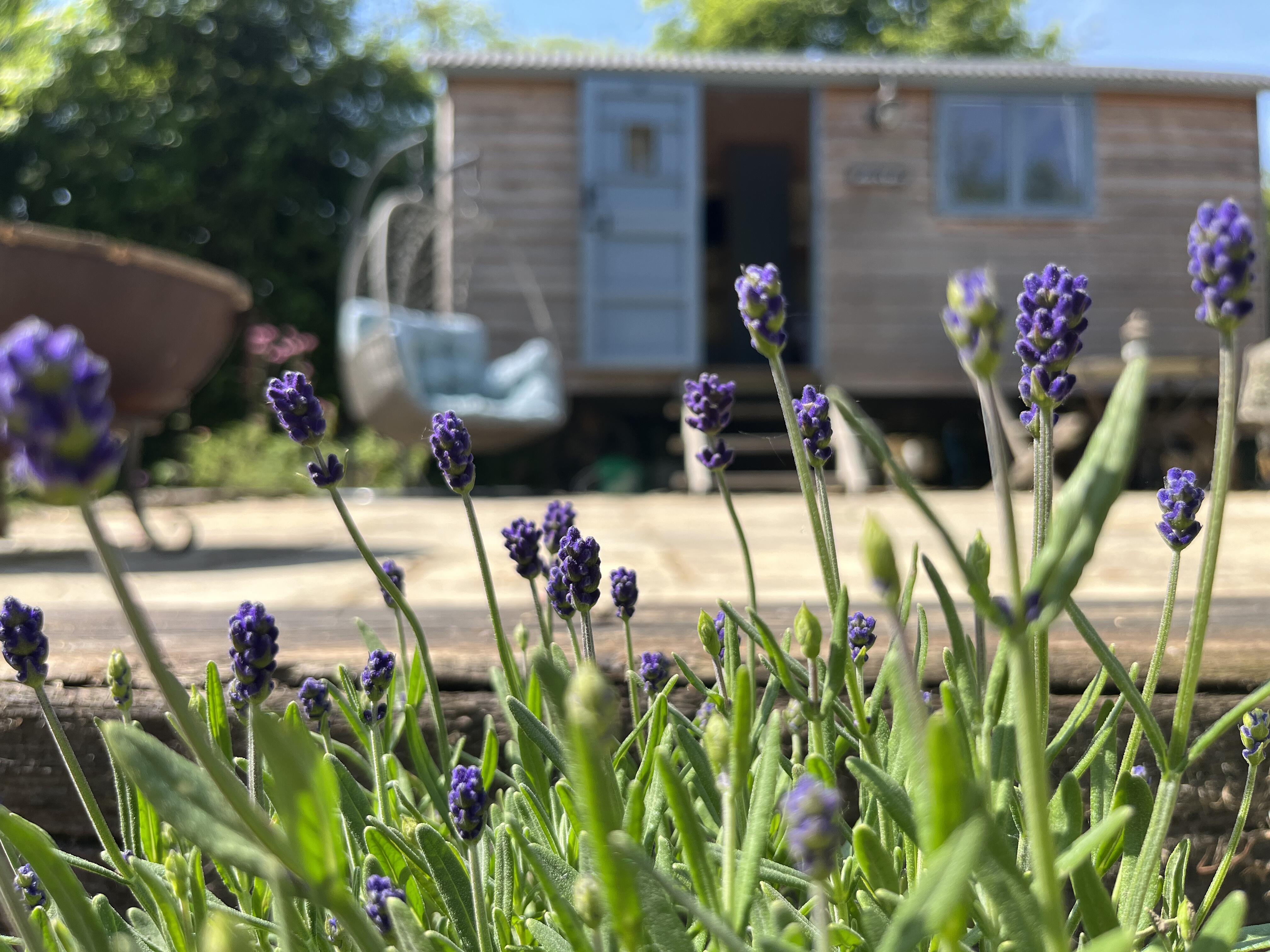 image of a luxury wilderness retreat