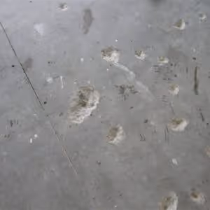 Concrete flooring showing signs of popouts