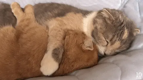 Gif of two cats curled up together