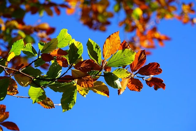 Leaves on a tree
