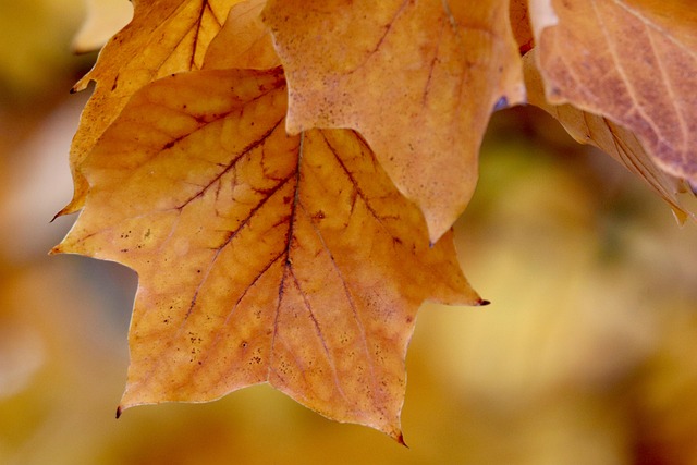 Fall leaves on a tree