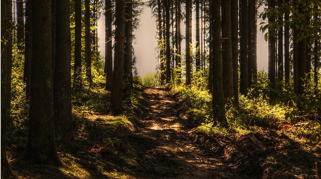 A path though the woods