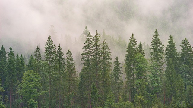 Foggy Forest