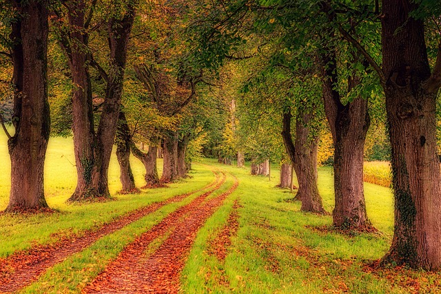 old rarely used path through the woods