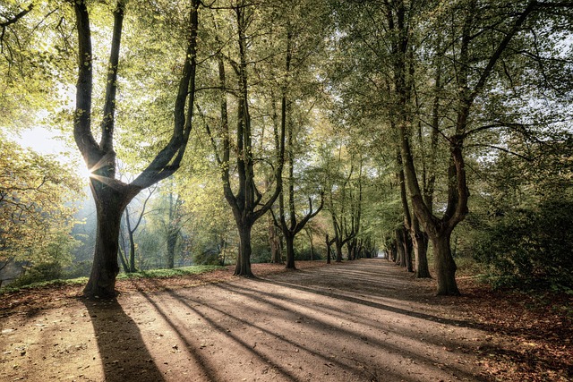 trees alongside a road