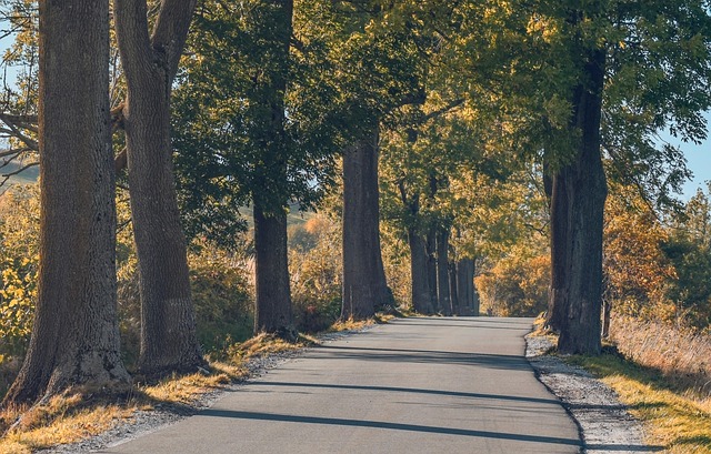 peaceful road through trees